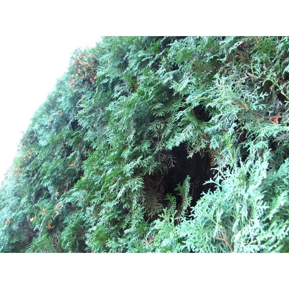 Canon Powershot SX120IS - Works!  **READ** - Picture 14 of 14